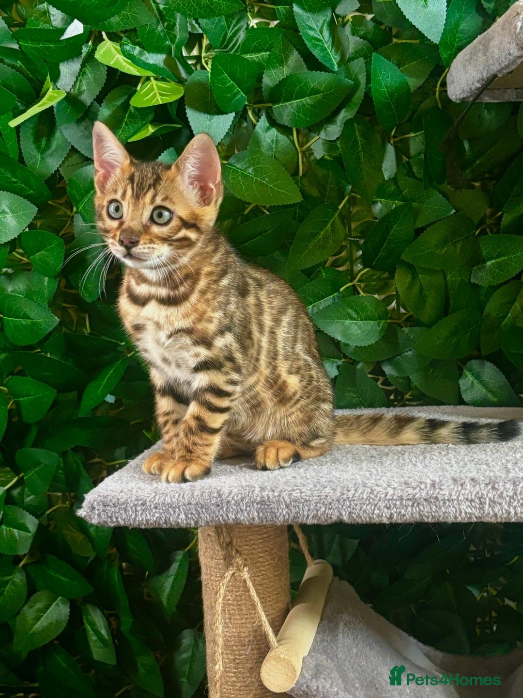 Bengal cats for sale: Brown Rosetted Bengal Boys – Ready 21/08/25 - Image 5