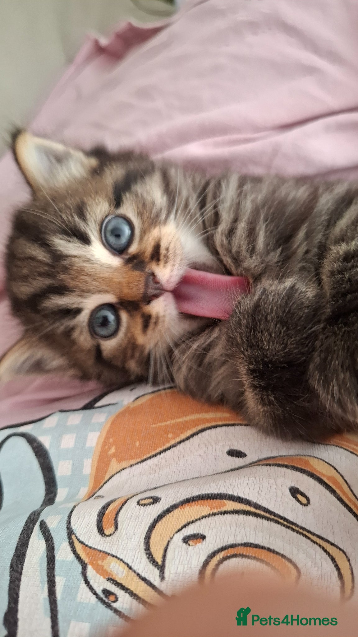Domestic Shorthair cats 😺5 beautiful playful kittens 😺 - Advert 2