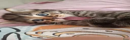 Domestic Shorthair cats for sale: 😺5 beautiful playful kittens 😺 in Ashford - Advert 1