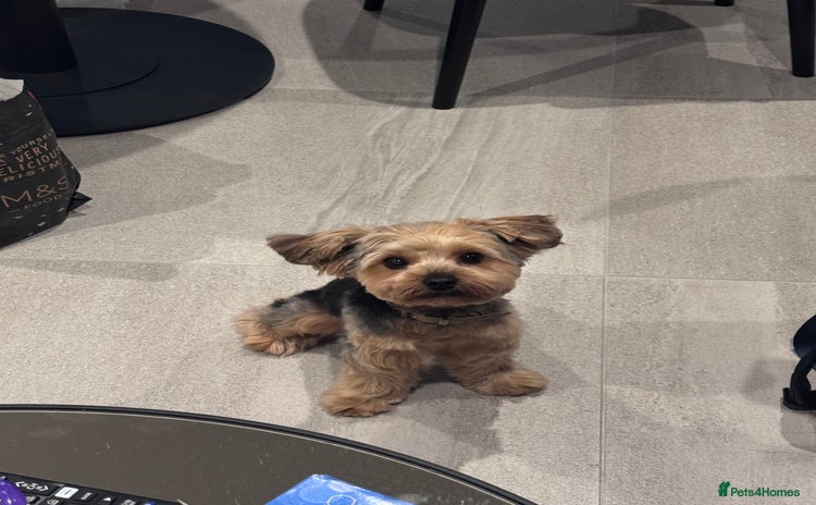 Yorkshire Terrier dogs Adorable 7-Month-Old Yorkshire Terrier  - Advert 2