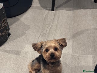 Yorkshire Terrier dogs for sale: Adorable 7-Month-Old Yorkshire Terrier - Advert 1