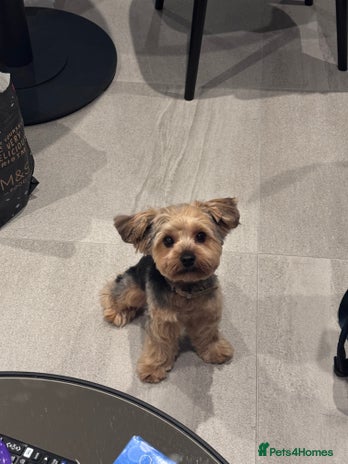 Yorkshire Terrier dogs Adorable 7-Month-Old Yorkshire Terrier - Advert 1