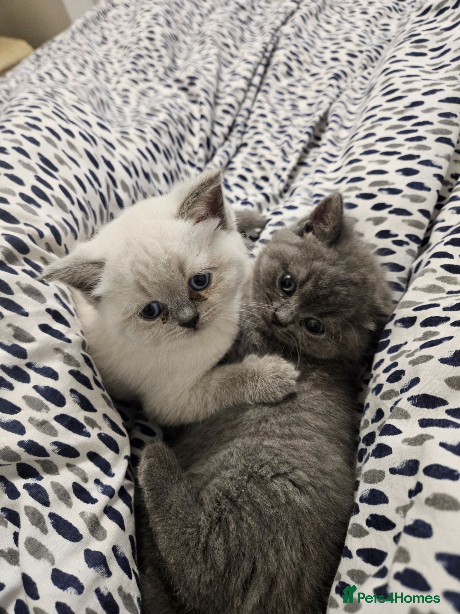 British Shorthair cats British Shorthair kittens!!!  - Advert 1