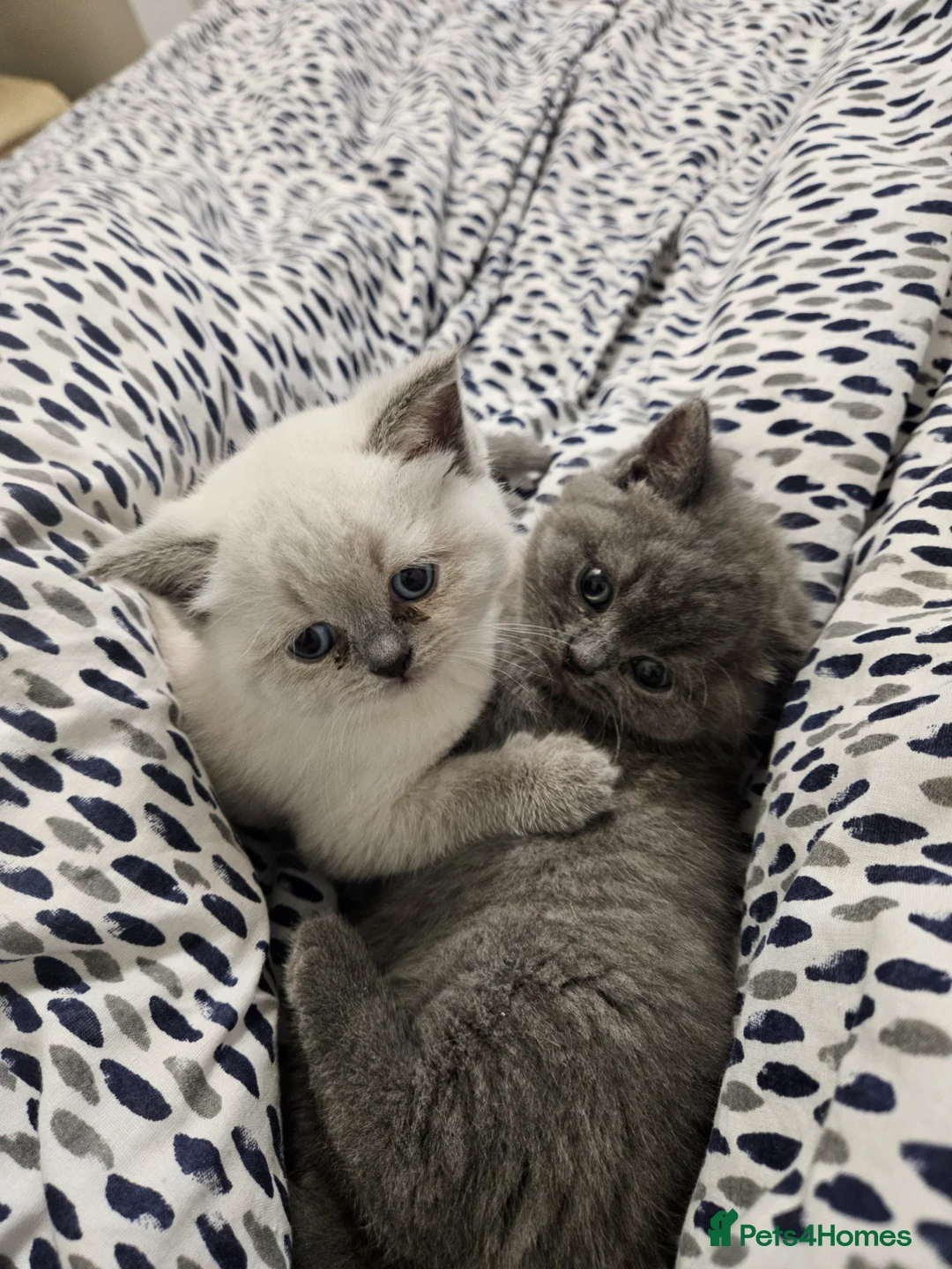 British Shorthair cats for sale: British Shorthair kittens!!!  - Advert 1