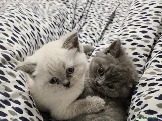 British Shorthair cats British Shorthair kittens!!! - Advert 1