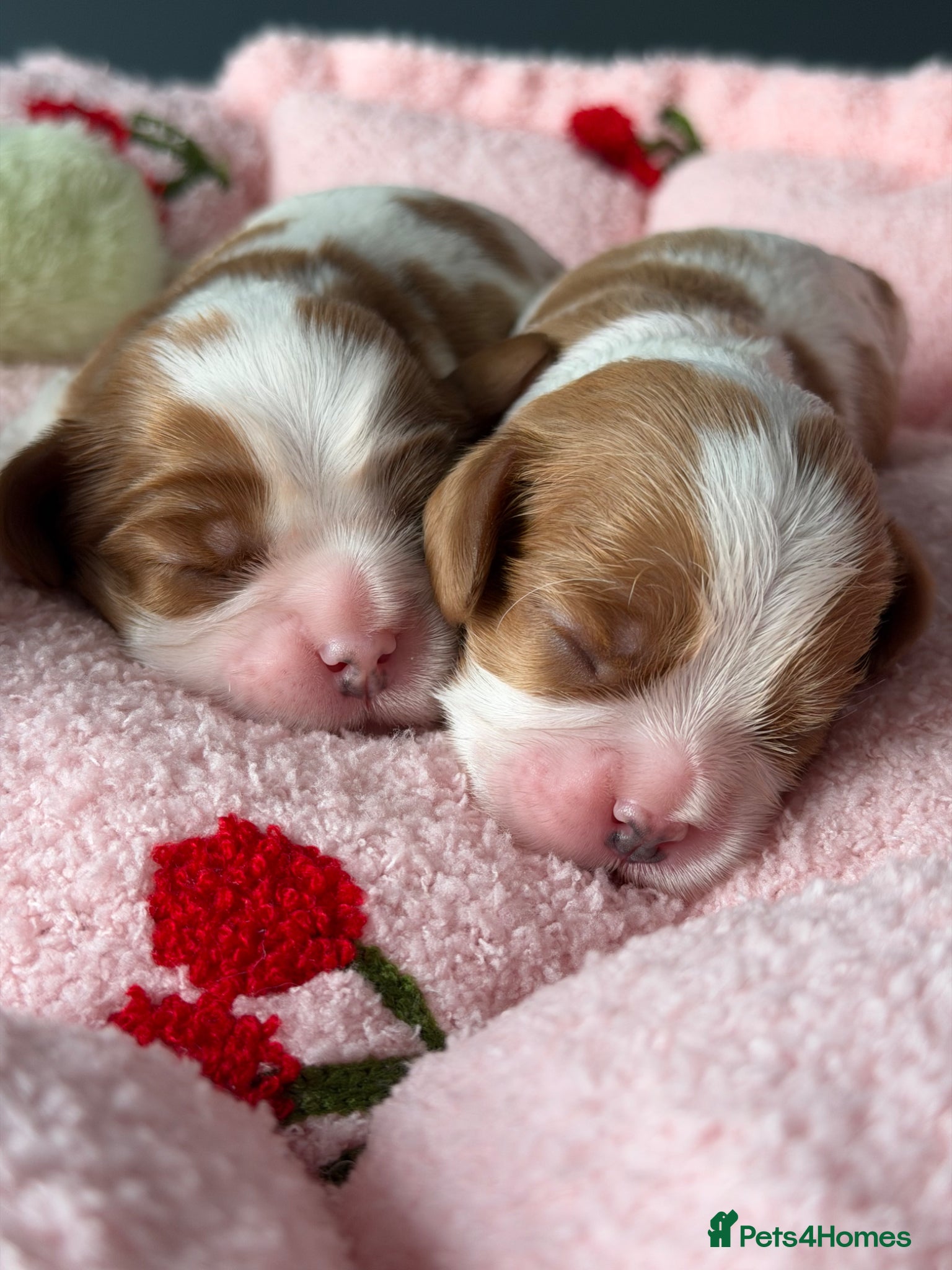 Cavalier King Charles Spaniel dogs KC reg TOP Cavaliers King Charles Spaniel - Advert 1