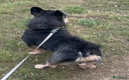 French Bulldog dogs for stud: Wire Hair Frenchie READY FOR STUD!!! Lock in Now!! - Image 2