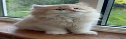 British Longhair cats for sale: Golden Longhair Kittens BY12 in Cardiff - Advert 20