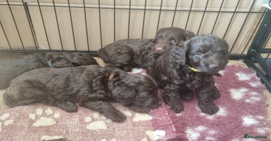 Sproodle dogs in Kidderminster - Advert 7