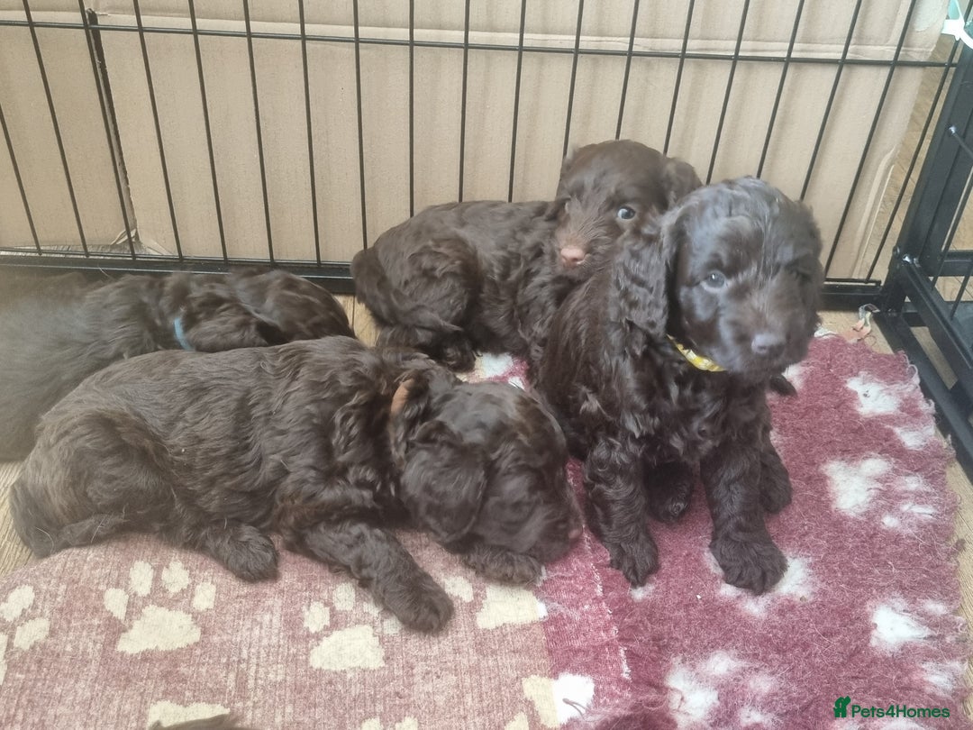 Sproodle dogs for sale: F1 health tested sproodle puppies  in Kidderminster - Image 3