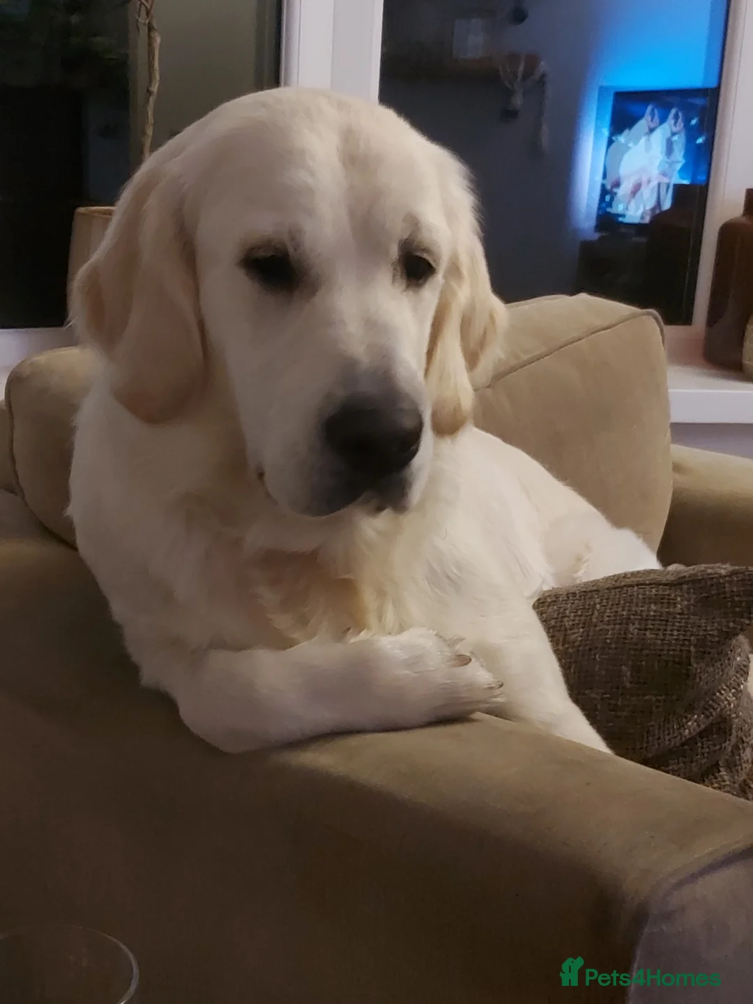 Golden Retriever dogs for sale: English Cream Golden Retriever 22 months old - Advert 2