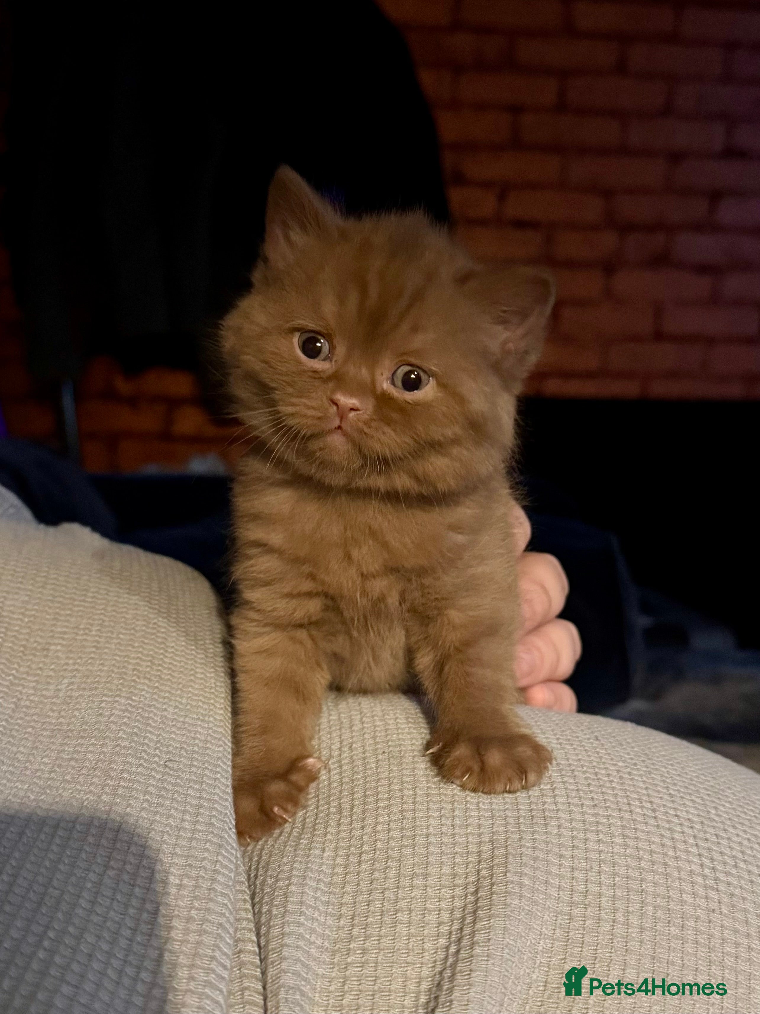 British Shorthair cats Cinnamon British shorthair kittens - Advert 14