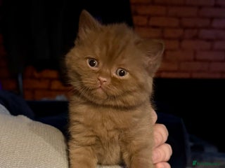 British Shorthair cats Cinnamon British shorthair kittens - Advert 14