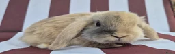 Mini Lop rabbits for sale: Mini lops does and bucks ready to leave Monday  - Advert 2