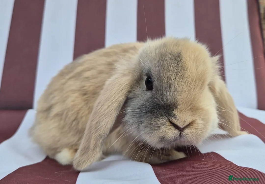 Mini Lop rabbits for sale: Mini lops does and bucks ready to leave Monday  - Advert 2