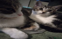 European cats for sale: 2 little kittens for sale.  - Image 2