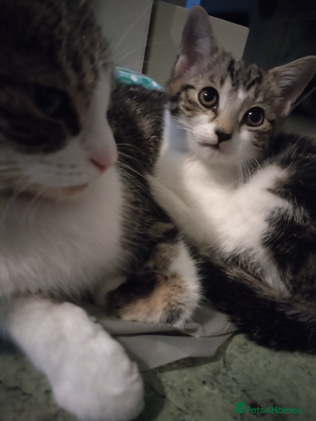 European cats for sale: 2 little kittens for sale.  - Image 2