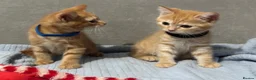 Mixed Breed cats for sale: 4 Beautiful Kittens Ready Now!  - Advert 11