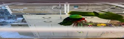 Parrots birds for sale: Crimson winged parrots  - Advert 2