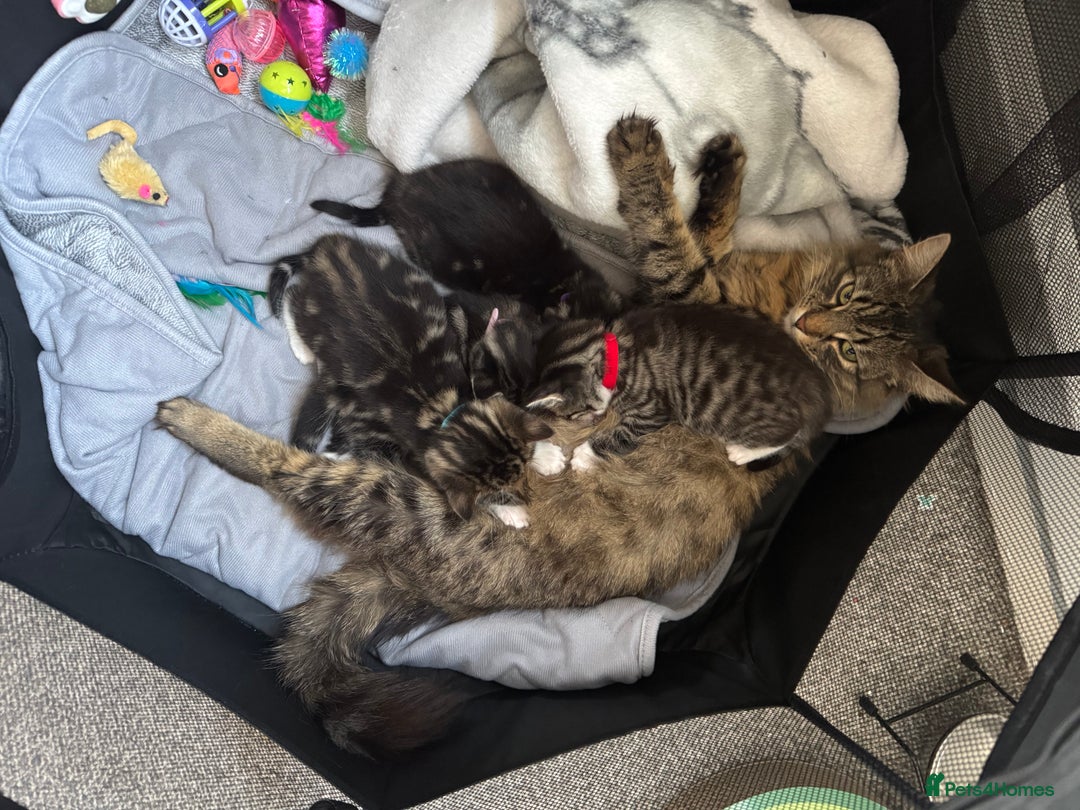 Mixed Breed cats for sale: Not £50 read description   - Image 4