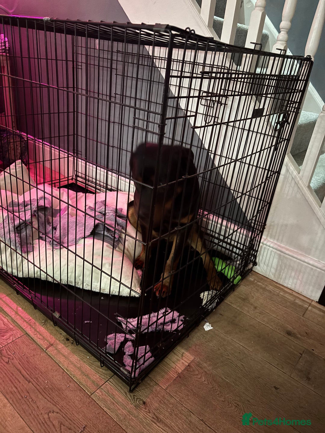 Rottweiler dogs for sale: 10month old rottie bitch - Advert 2