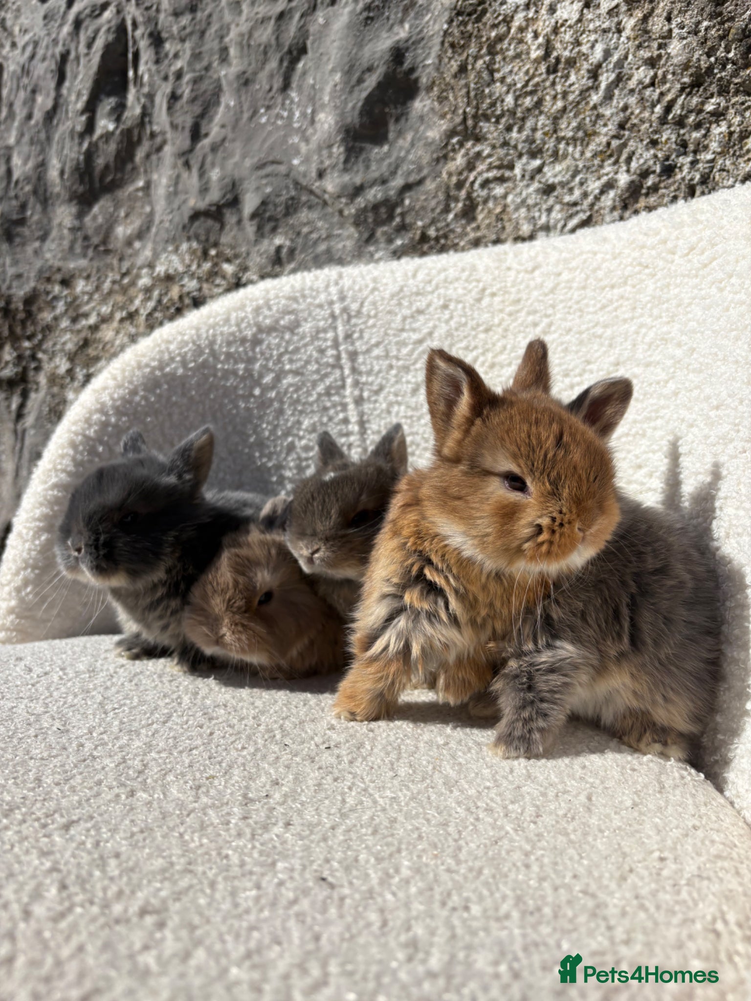 Mini Lop rabbits Beautiful mini lop cross Netherland dwarfs - Advert 2
