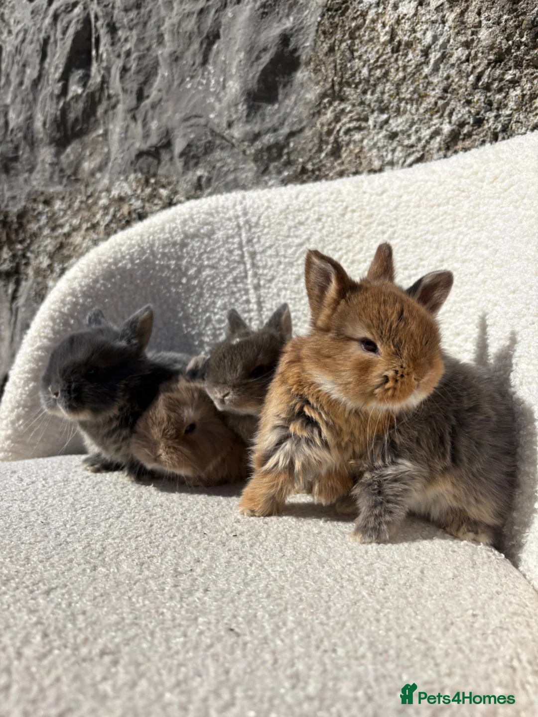 Mini Lop rabbits for sale: Beautiful mini lop cross Netherland dwarfs - Advert 1