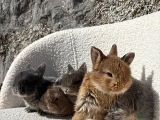 Mini Lop rabbits Beautiful mini lop cross Netherland dwarfs - Advert 1