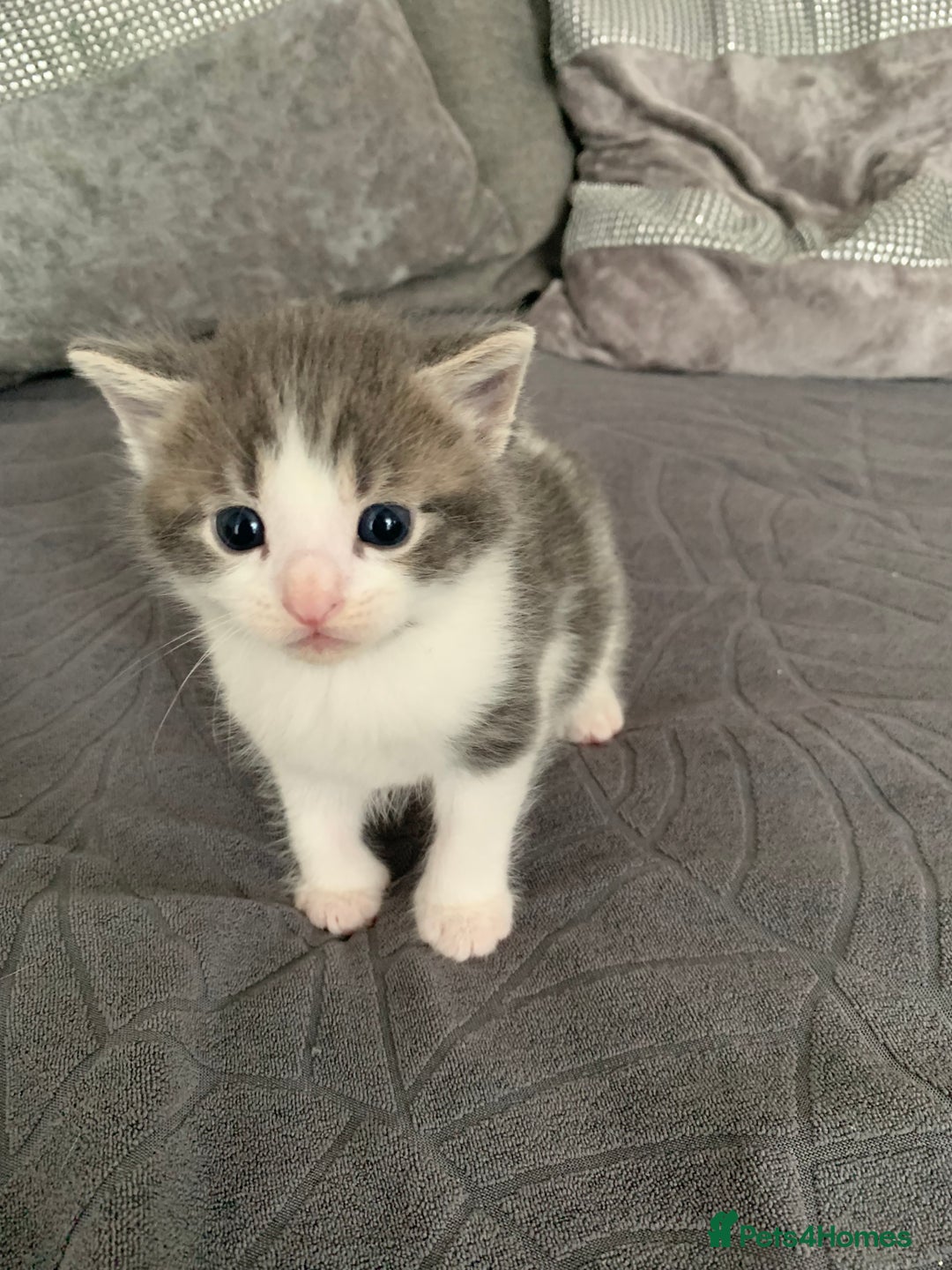 Domestic Shorthair cats for sale: 5 gorgeous kittens 🐈‍⬛  - Advert 4