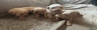 Cavachon Puppy 7