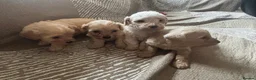 Cavachon dogs for sale: 🐶Outstanding cavachon puppies 🐶  - Advert 5