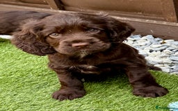 Cocker Spaniel dogs for sale: Beautiful Cocker Spaniel Pups - Image 14