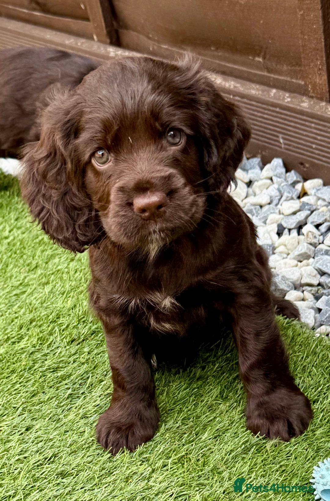Cocker Spaniel dogs for sale: Beautiful Cocker Spaniel Pups - Image 14