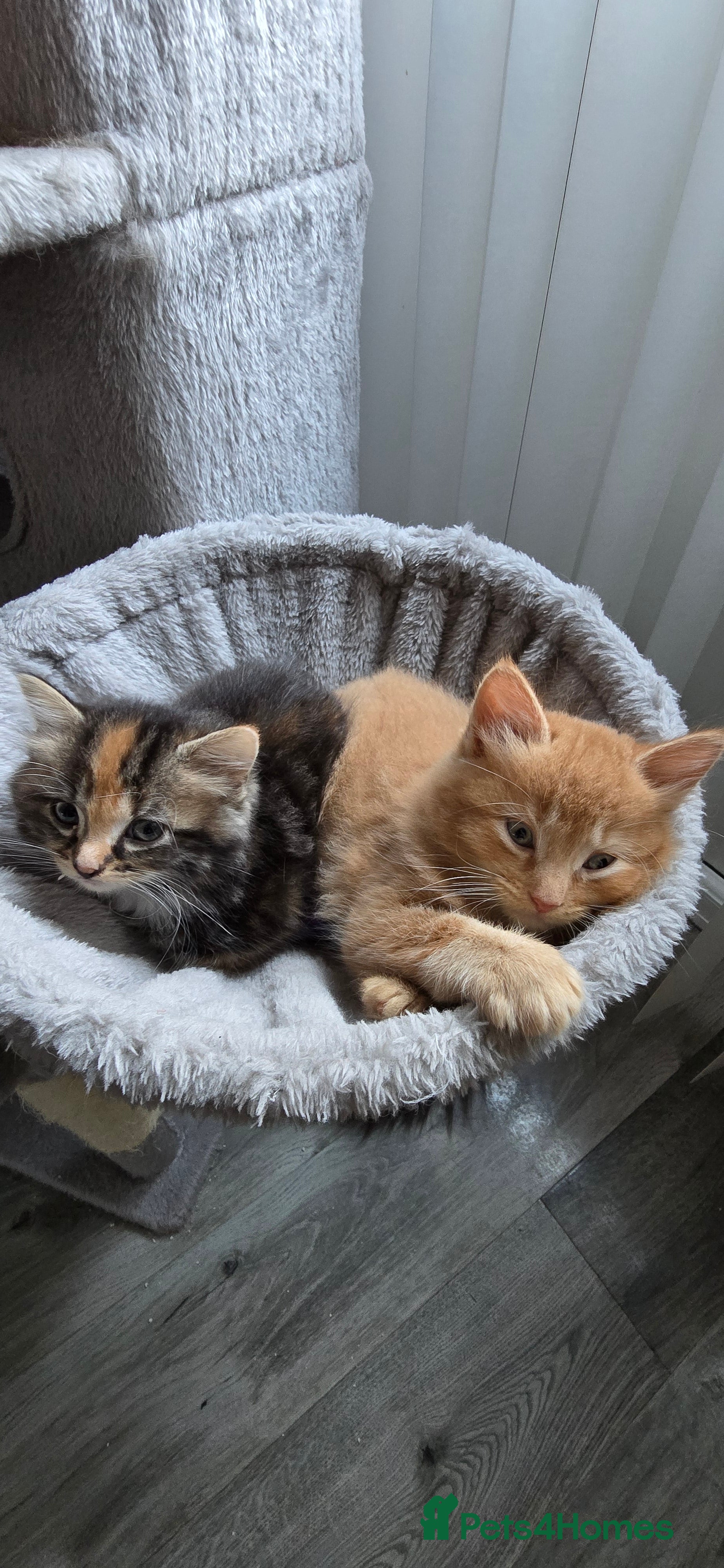 Maine Coon cats Amazing Mainecoon - Advert 3