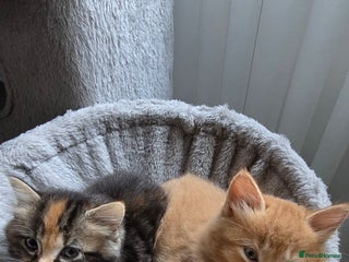 Maine Coon cats Amazing Mainecoon - Advert 1