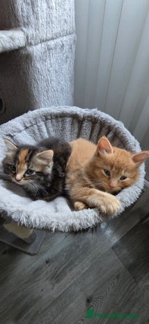 Maine Coon cats Amazing Mainecoon - Advert 5