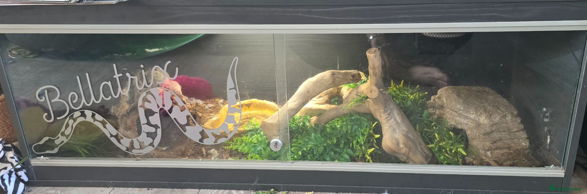 Python Snake reptiles Female Royal Python for sale  - Advert 1