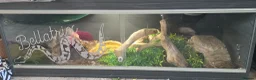 Python Snake reptiles for sale: Female Royal Python for sale  - Advert 1