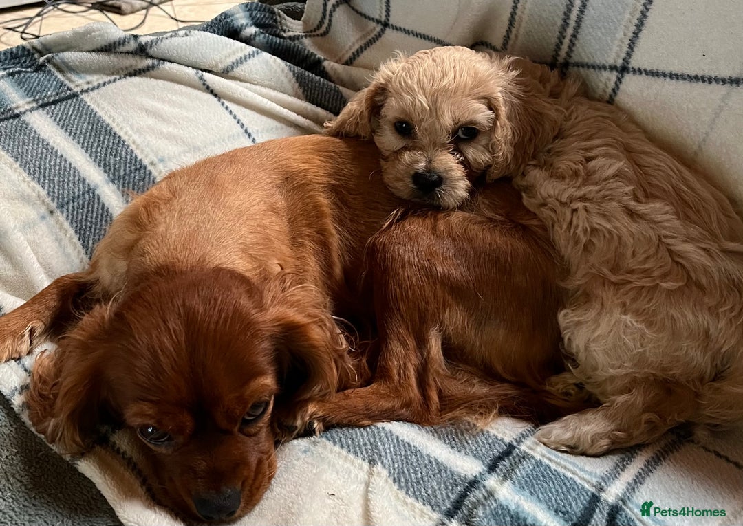 Cavachon dogs for sale: 1 Boy Puppy available - Image 6