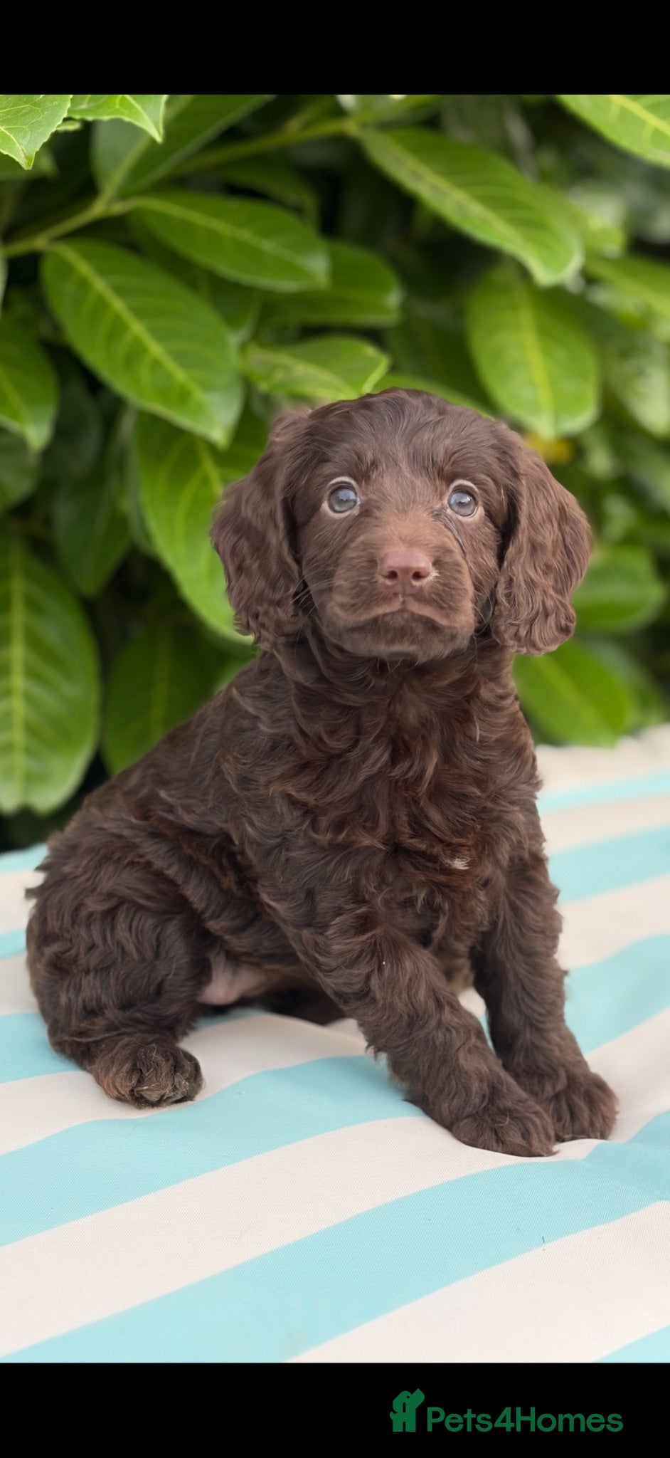 Cockapoo dogs 🎀 READY NOW MALES & FEMALES F1 🎀 - Advert 2