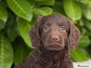 Cockapoo dogs 🎀 READY NOW MALES & FEMALES F1 🎀 - Advert 3