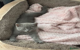 British Shorthair cats for sale: British Blue Shorthair  - Image 4