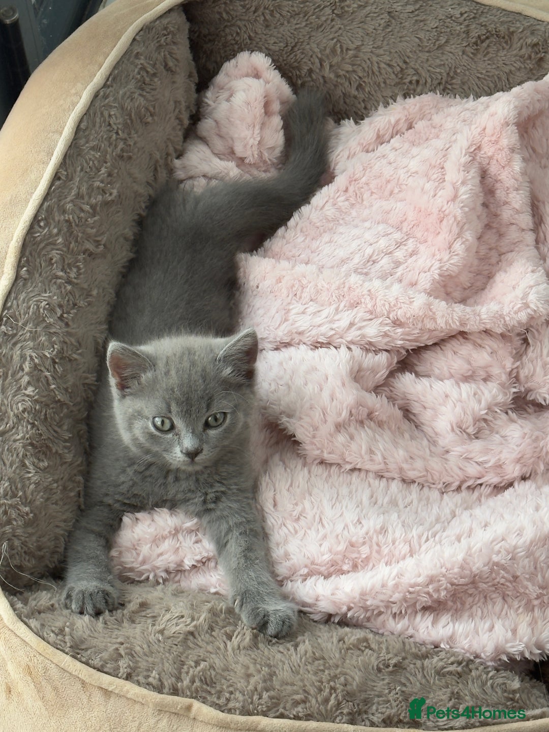 British Shorthair cats for sale: British Blue Shorthair  - Image 4