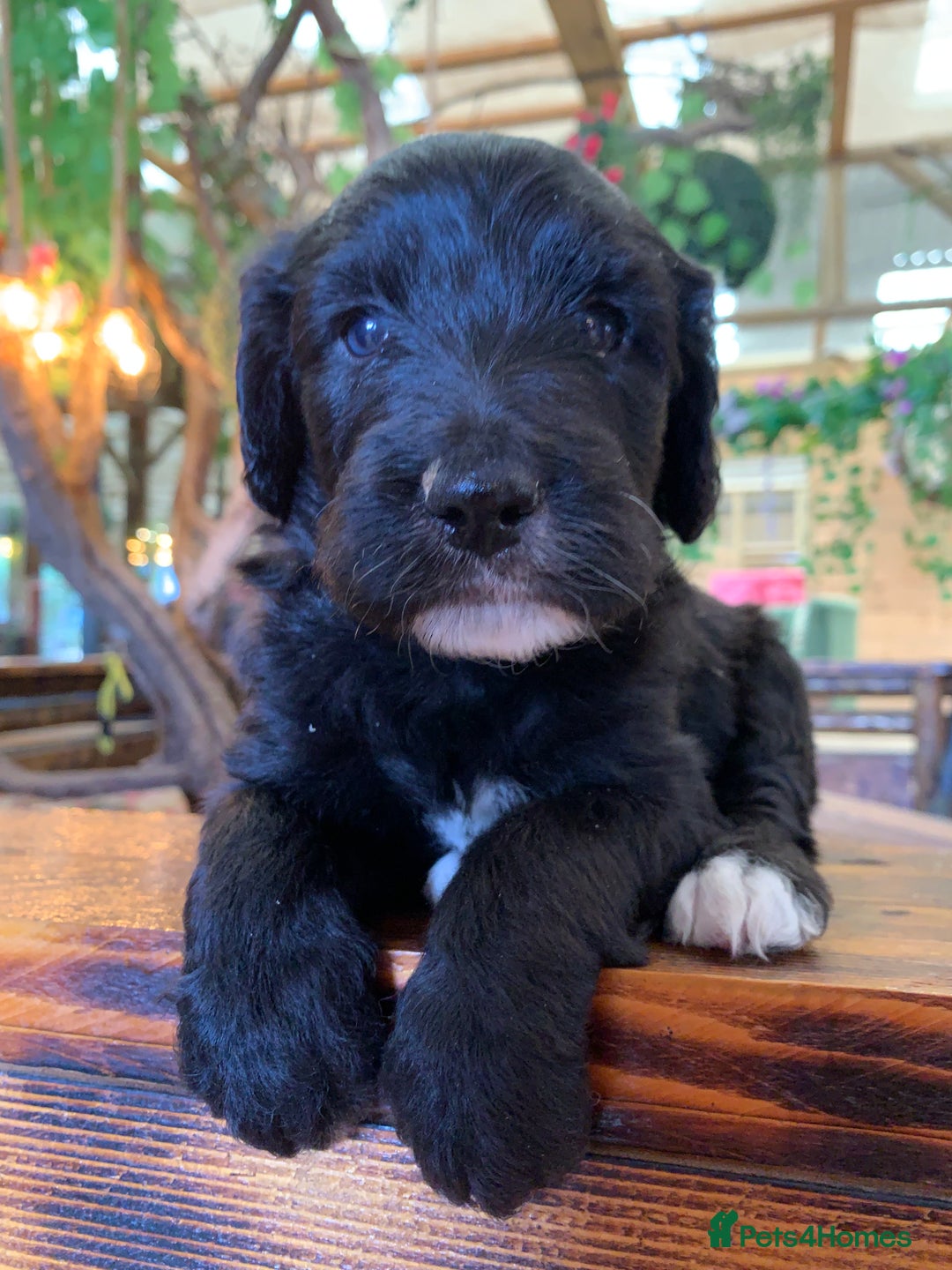 Bernedoodle dogs for sale: Midi Medium Bernedoodle Puppies  - Image 23