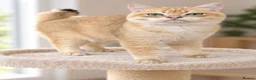 British Shorthair cats for sale: TICA Beautiful British Shorthair Kittens - Advert 4