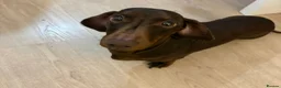 Miniature Dachshund dogs for sale: Miniature Dachshunds for sale - Advert 4