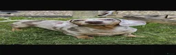 Miniature Dachshund dogs for sale: Meet Brian - Advert 3