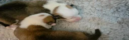 Welsh Corgi Pembroke dogs for sale: Corgi Puppies for Loving Homes – 1 Male, 2 Females - Advert 10