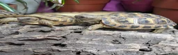 Tortoise reptiles for sale: Baby Horsfield tortoises  - Advert 1