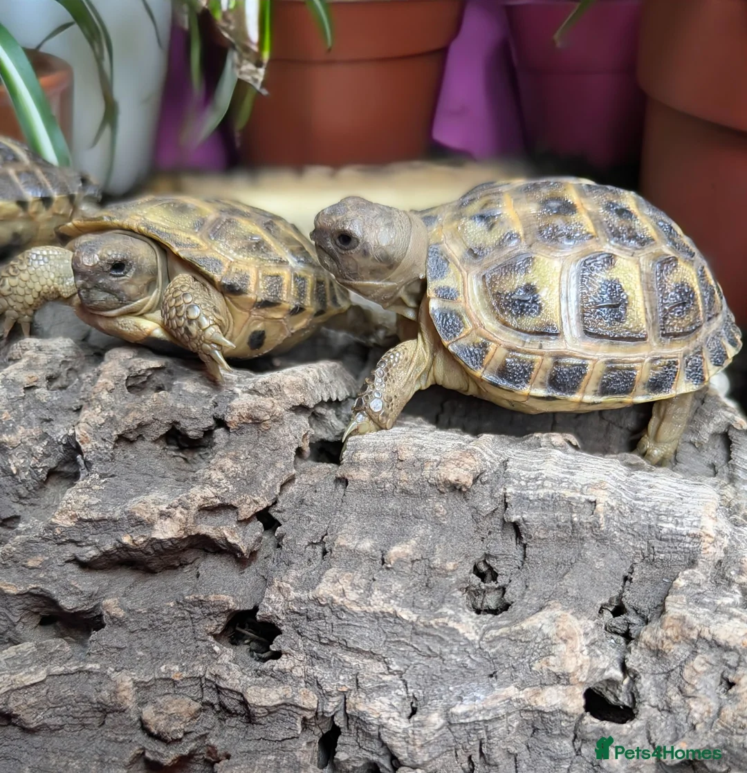 Tortoise reptiles for sale: Baby Horsfield tortoises  - Advert 1